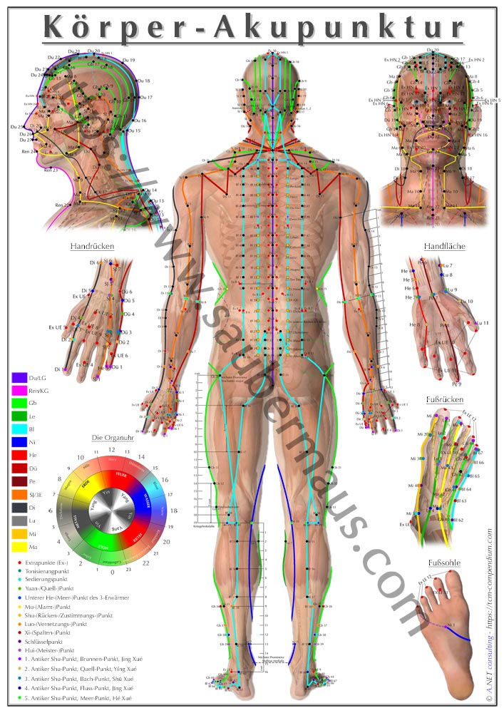 Akupunktur-Poster Rücken DIN A4 bis A0 (als Download)