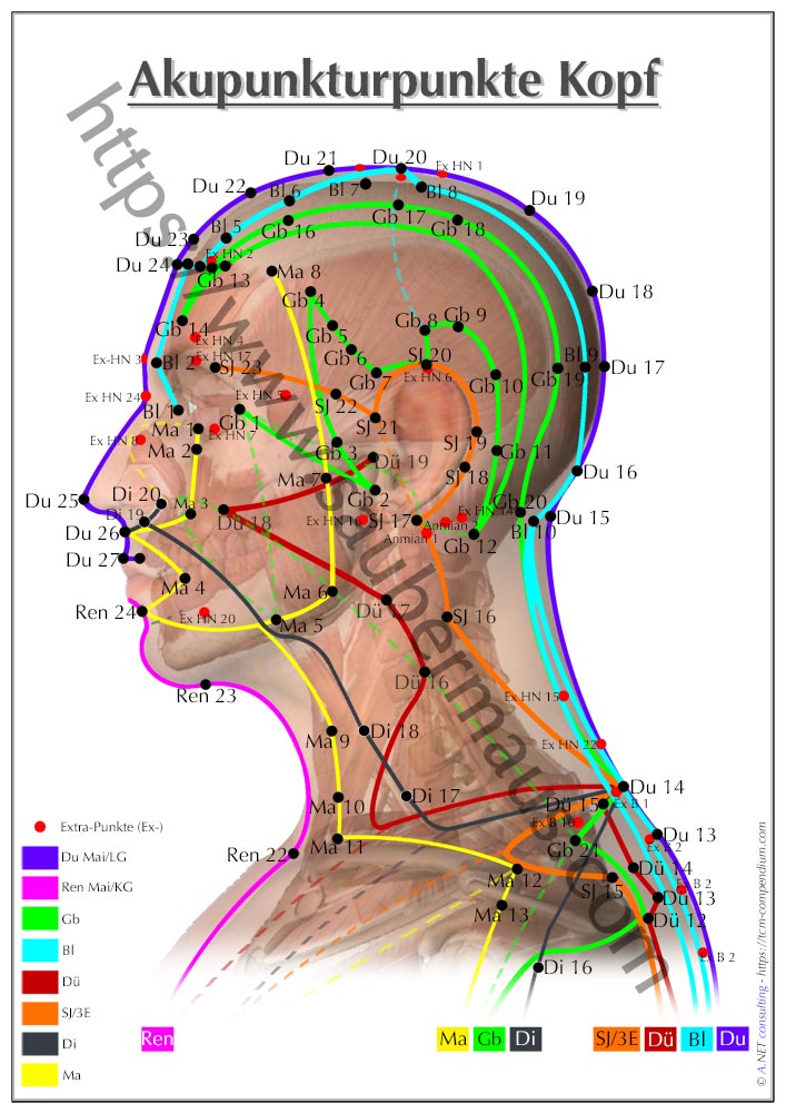 Akupunktur-Poster Kopf DIN A4 bis A0 (als Download)