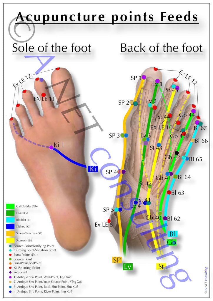 Acupuncture poster Feeds DIN A4 to A0 (as download)