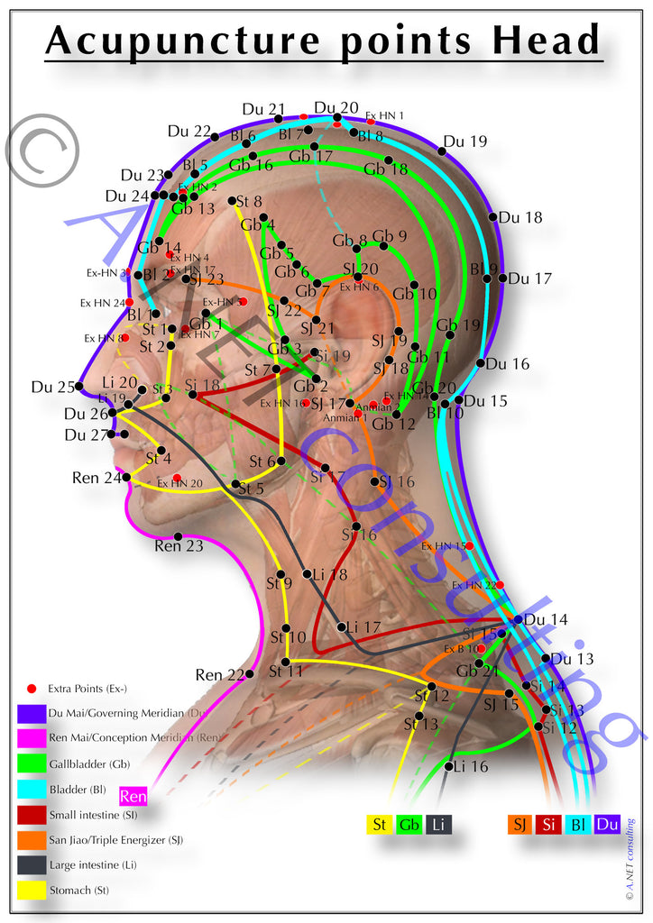 Acupuncture poster Head DIN A4 to A0 (as download)