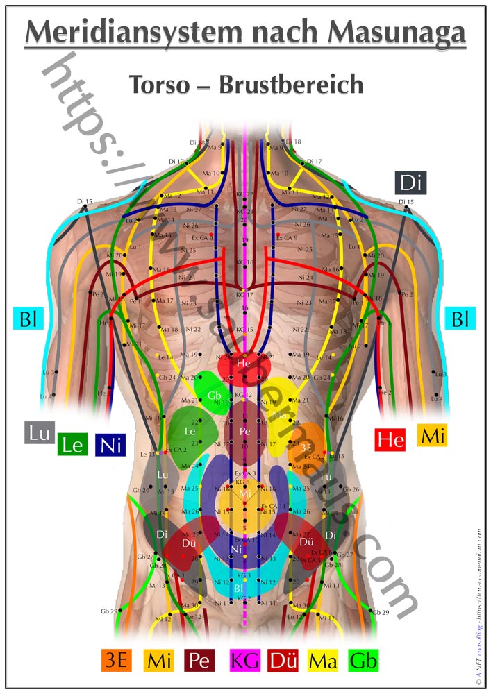 Shiatsu-Poster Torso Frontseite DIN A4 bis A0 (als Download)