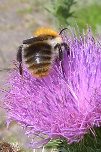 Sommer-Pflege-Creme mit Honig + Lichtschutz-Faktor 10 - mildert mit der antimikrobiellen und entzündungshemmenden Wirkung von Propolis Hautreizungen und beugt Hautunreinheiten vor - Kosmetik aus dem Bienenstock