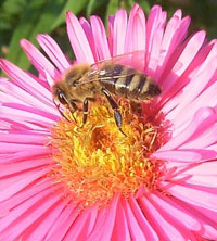 Intensivcreme mit Gelée Royale - zur Tages- und Nachtpflege; stabilisiert den Feuchtigkeitshaushalt der Haut; fördert die Zellregeneration; beruhigt Irritationen und schützt vor vorzeitiger umweltbedingter Hautalterung - Kosmetik aus dem Bienenstock